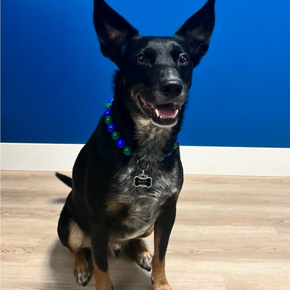 Handcrafted Beaded Dog Collar - Canuck - Blue and Green - Canucks Fan - Picture 6 of 15